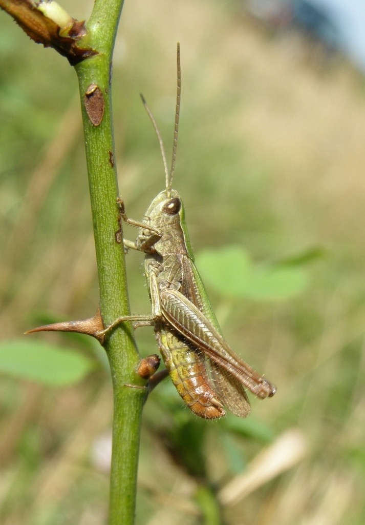 Saranče (Chorthippus dorsatus), Boleradice (foto Ondřej Němeček)(2)