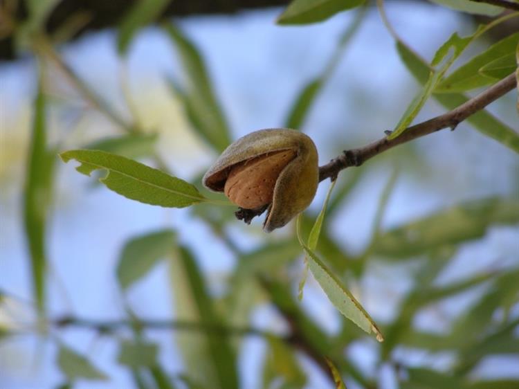 Plod mandloně s peckou, Hustopeče (foto Petr Berka)(1)