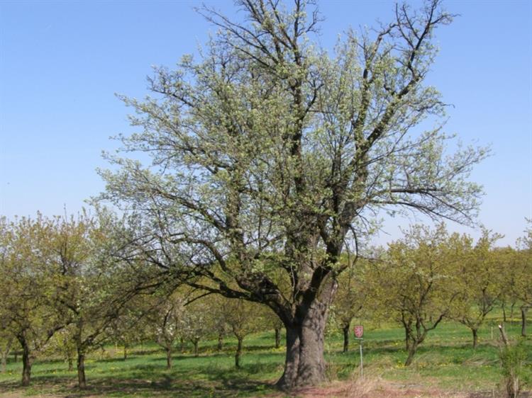 Jeřáb oskeruše (Sorbus domestica), Němčičky, Nové hory (2)