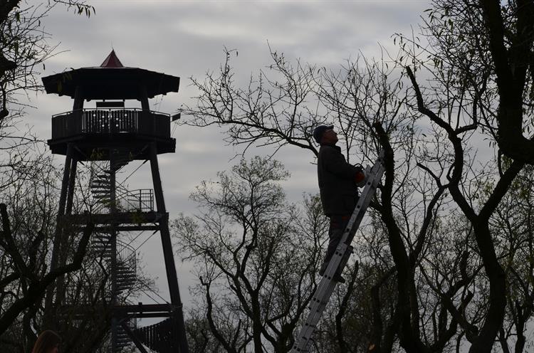 Mandloňové sady se připravují na zimu.