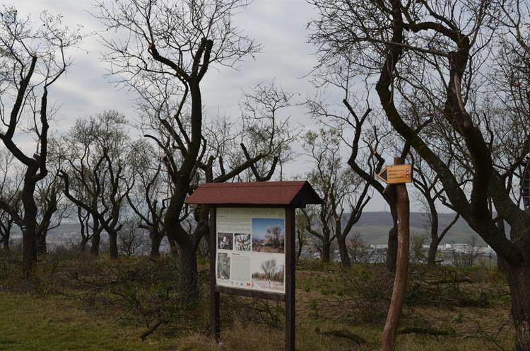 Mandloňové sady se připravují na zimu.