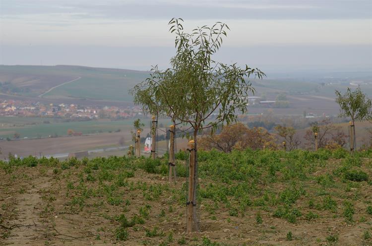 Mandloňové sady se připravují na zimu.