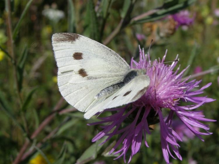 Bělásek řepový (Pieris rapae), Boleradice (foto Petr Berka)