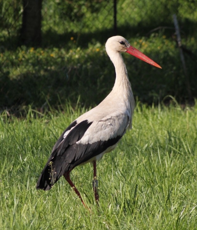 Čáp bílý (Ciconia ciconia), Pouzdřany (foto Petr Berka)(1)