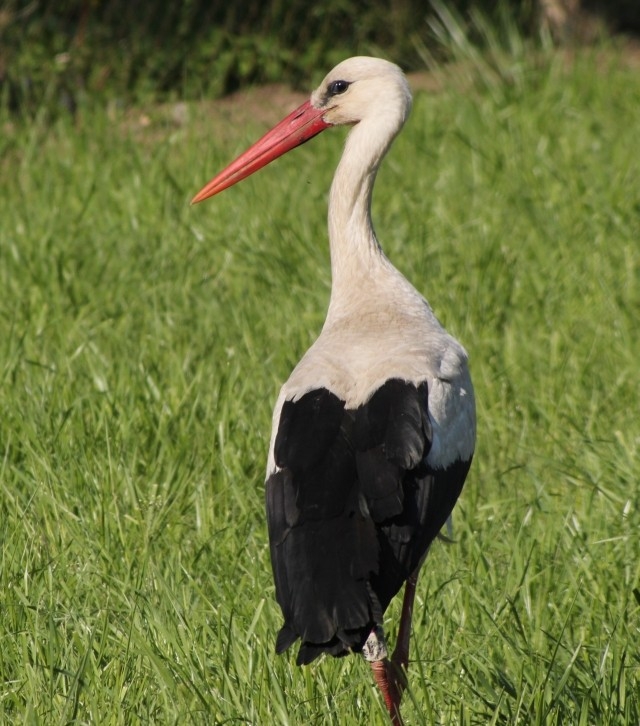 Čáp bílý (Ciconia ciconia), Pouzdřany (foto Petr Berka)(2)