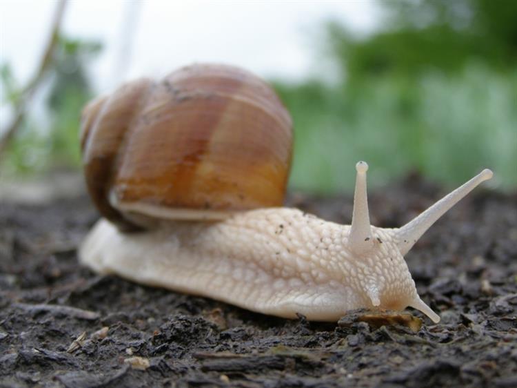 Hlemýžď zahradní (Helix pomatia), Velké Němčice (foto Petr Berka)