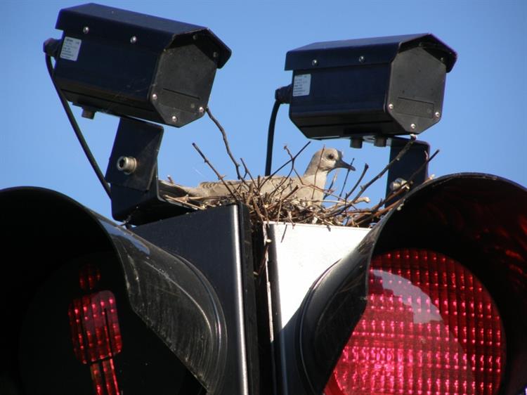 Hrdlička zahradní (Streptopelia decaocto), Hustopeče (foto Petr Berka)