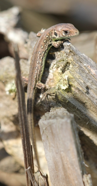Ještěrka obecná (Lacerta agilis), Boleradice (foto Petr Berka)(1)