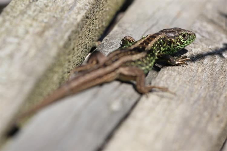 Ještěrka obecná (Lacerta agilis), Boleradice (foto Petr Berka)(2)