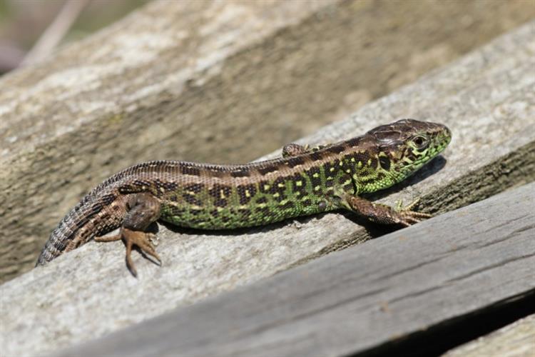 Ještěrka obecná (Lacerta agilis), Boleradice (foto Petr Berka)(3)