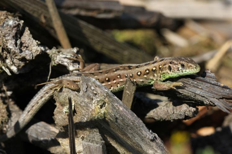 Ještěrka obecná (Lacerta agilis), Boleradice (foto Petr Berka)(4)