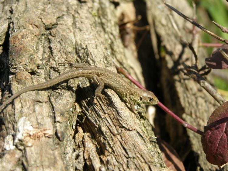 Ještěrka obecná (Lacerta agilis), Hustopeče (foto Petr Berka)(1)