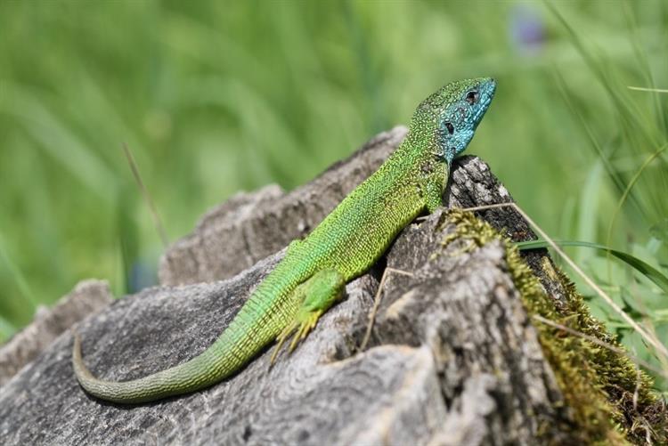 Ještěrka zelená (Lacerta viridis), Němčičky (foto Petr Berka)(1)