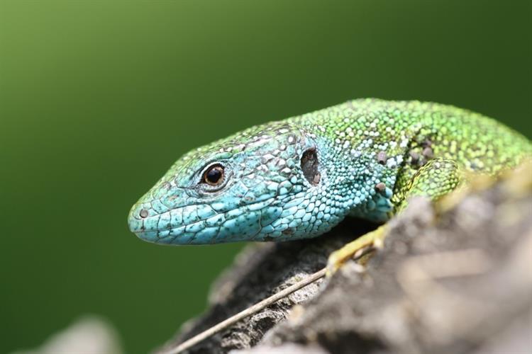 Ještěrka zelená (Lacerta viridis), Němčičky (foto Petr Berka)(2)