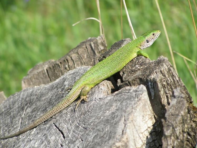 Ještěrka zelená (Lacerta viridis), Němčičky (foto Petr Berka)(3)