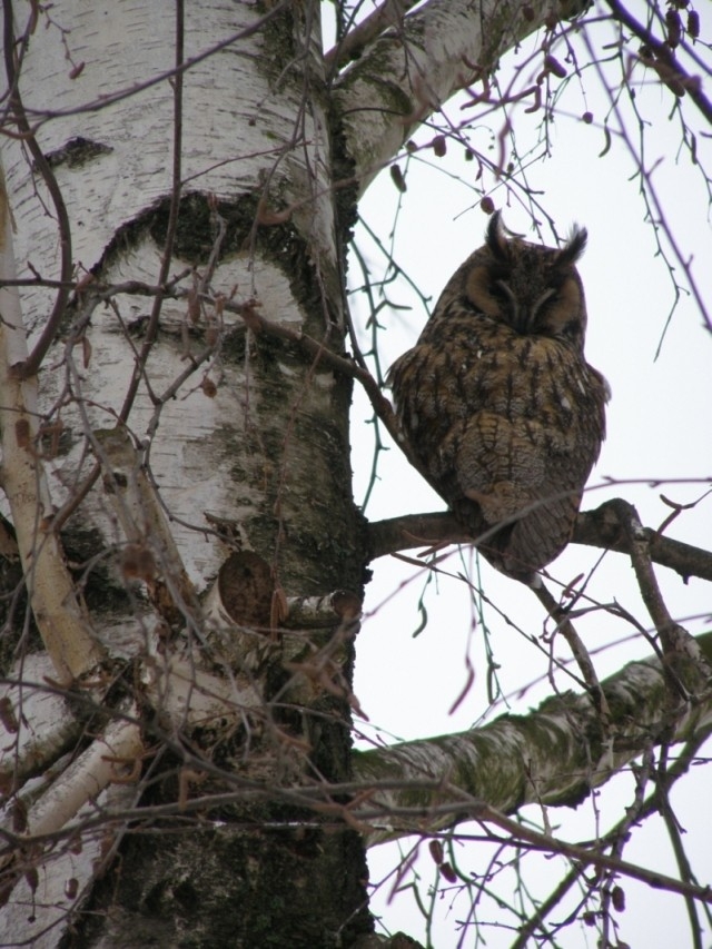 Kalous ušatý (Asio otus), Starovice (foto Petr Berka)(1)