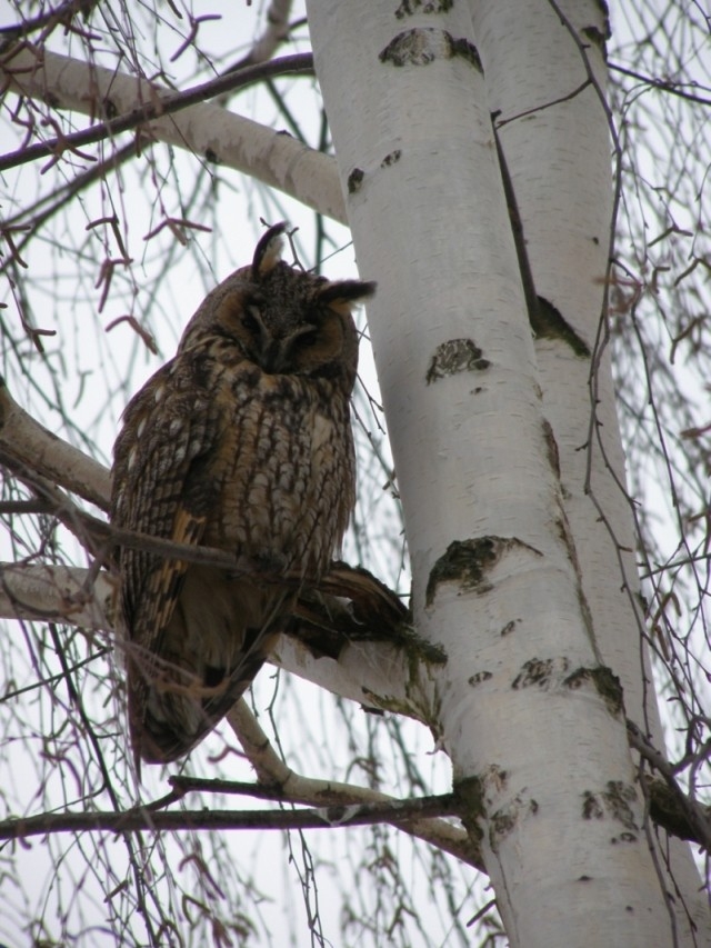 Kalous ušatý (Asio otus), Starovice (foto Petr Berka)(2)