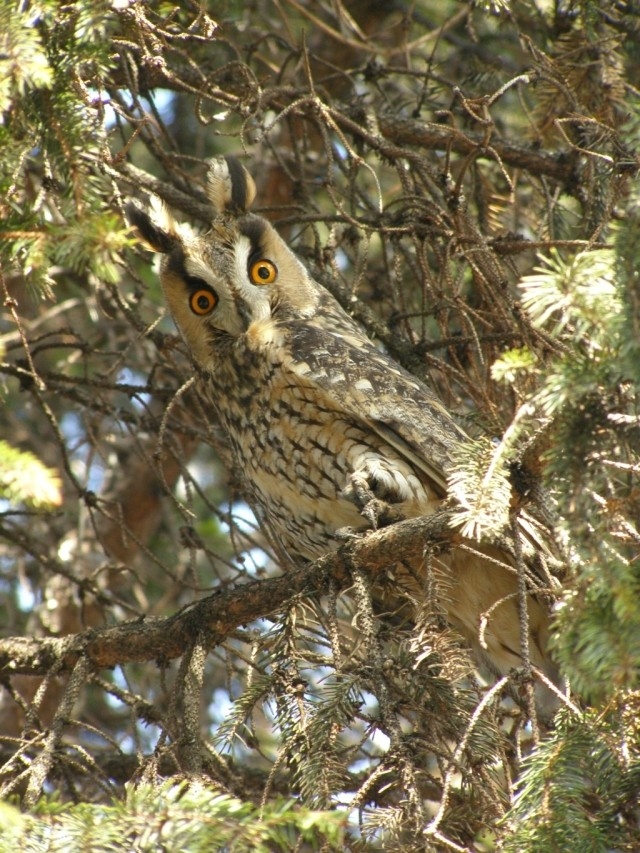 Kalous ušatý (Asio otus), Velké Pavlovice (foto Petr Berka)