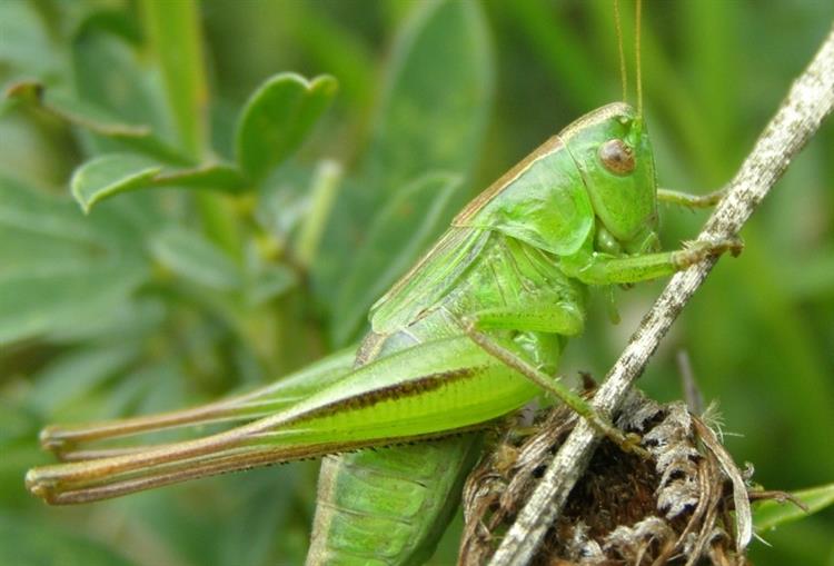 Kobylka (Metrioptera bicolor), Kurdějov (foto Petr Berka)