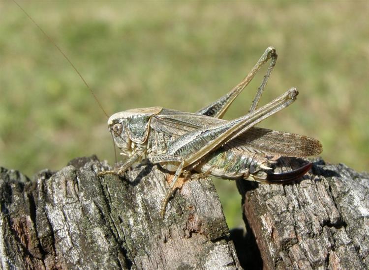 Kobylka (Platycleis albopunctata grisea), Hustopeče (foto Petr Berka)