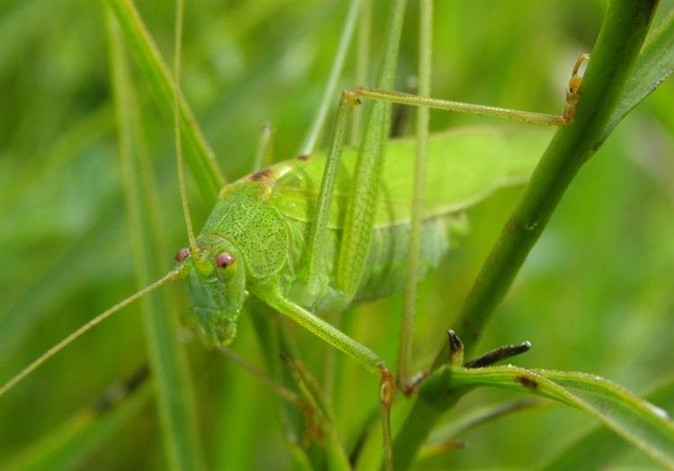 Kobylka křídlatá (Phaneroptera falcata), Kurdějov (foto Petr Berka)(1)