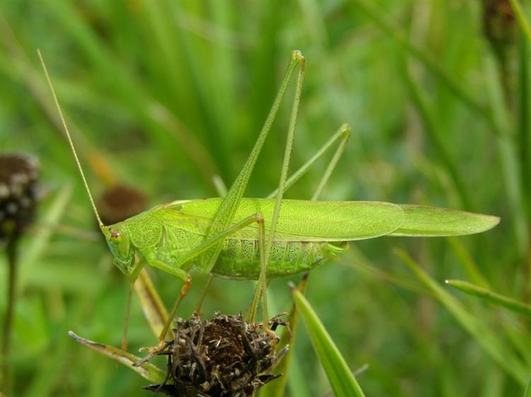 Kobylka křídlatá (Phaneroptera falcata), Kurdějov (foto Petr Berka)(2)