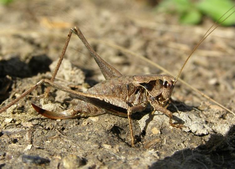 Kobylka obecná (Pholidoptera griseoaptera), Hustopeče (foto Petr Berka)