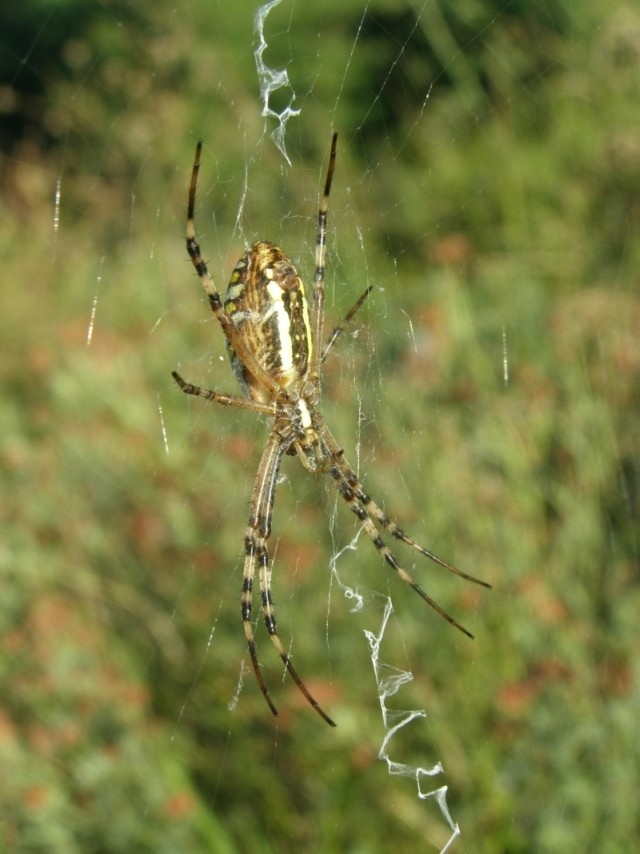 Křižák pruhovaný (Argiope bruennichi), Hustopeče (foto Petr Berka)(1)