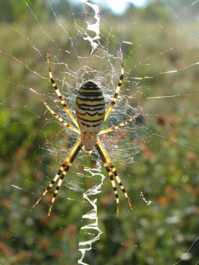 Křižák pruhovaný (Argiope bruennichi), Hustopeče (foto Petr Berka)(2)