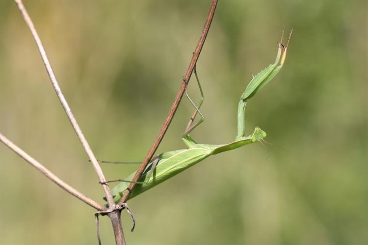 Kudlanka nábožná (Mantis religiosa), Boleradice (foto Petr Berka) (1)