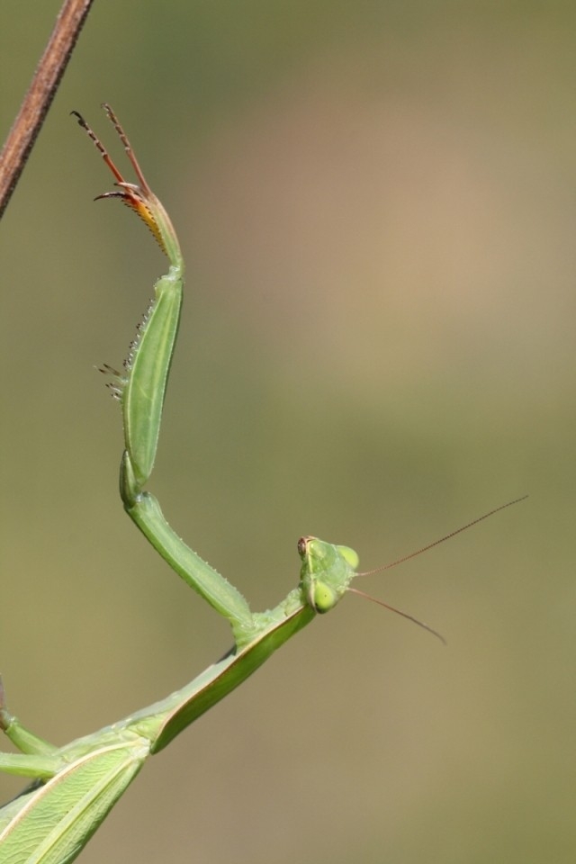 Kudlanka nábožná (Mantis religiosa), Boleradice (foto Petr Berka)(2)