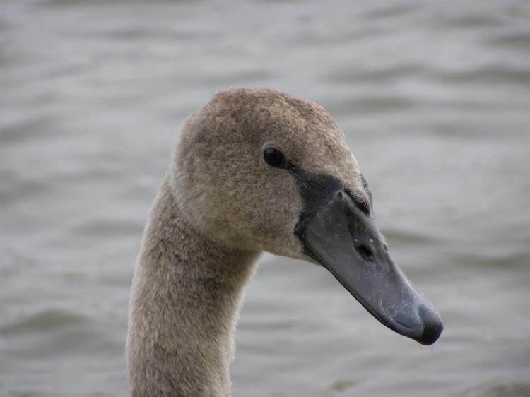 Labuť velká (Cygnus olor), Kurdějov (foto Petr Berka)