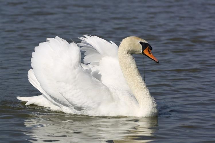 Labuť velká (Cygnus olor), Nikolčice (foto Ondřej Němeček)(1)