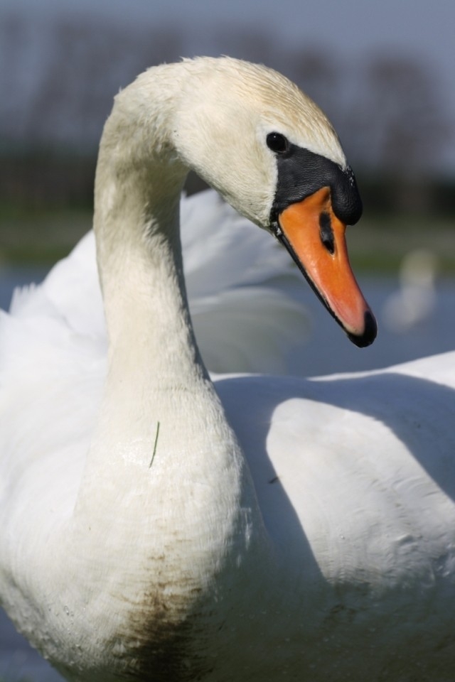 Labuť velká (Cygnus olor), Nikolčice (foto Ondřej Němeček)(2)