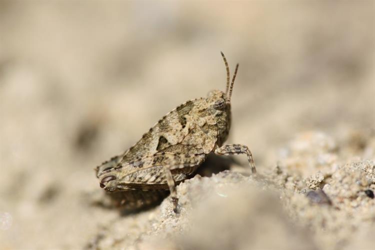 Marše (Tetrix bipunctata), Diváky (foto Petr Berka)