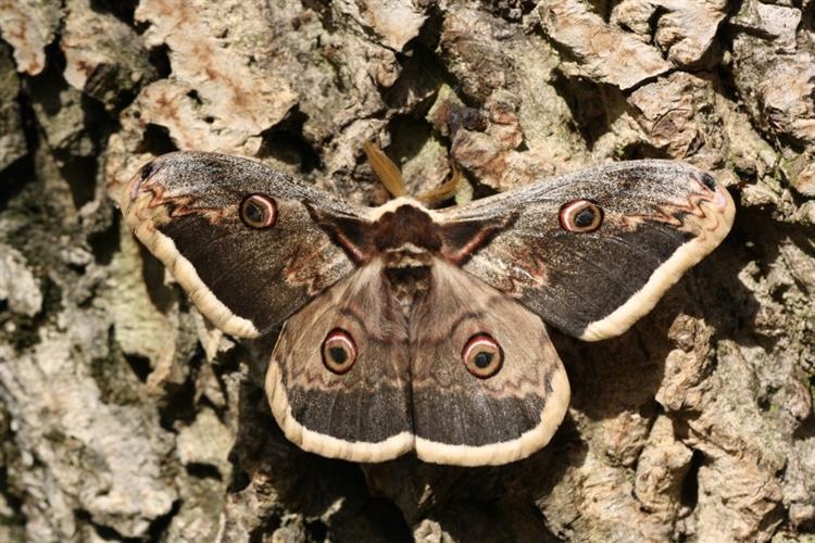 Martináč hrušňový (Saturnia pyri), Velké Pavlovice (foto Petr Berka)(2)