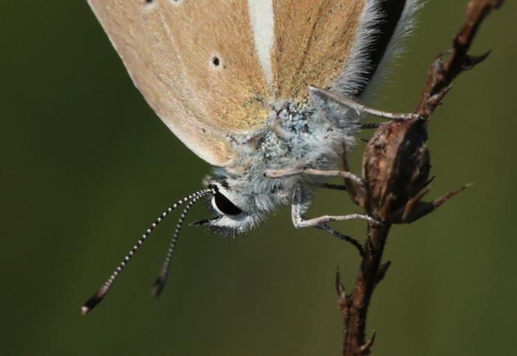 Modrásek ligrusový (Polyommatus damon), Kurdějov (foto Petr Berka)(1)