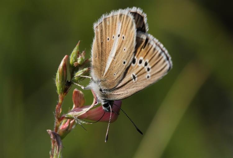 Modrásek ligrusový (Polyommatus damon), Kurdějov (foto Petr Berka)(2)