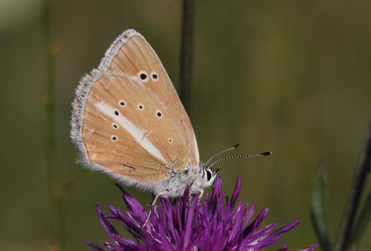 Modrásek ligrusový (Polyommatus damon), Kurdějov (foto Petr Berka)(3)