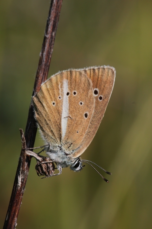 Modrásek ligrusový (Polyommatus damon), Kurdějov (foto Petr Berka)(4)