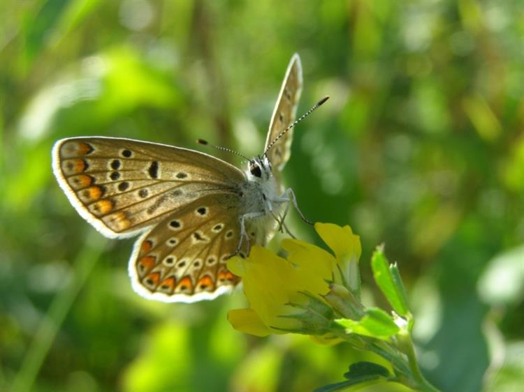 Modrásek podobný (Plebejus argyrognomon), Boleradice (foto Petr Berka)