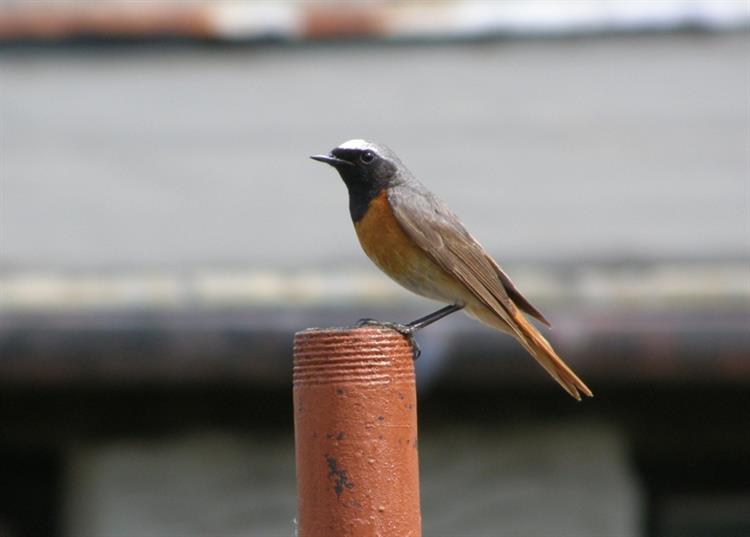 Rehek zahradní (Phoenicurus phoenicurus), Hustopeče (foto Petr Berka)