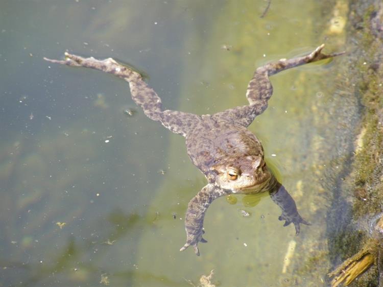 Ropucha obecná (Bufo bufo), Brumovice (foto Petr Berka)(1)