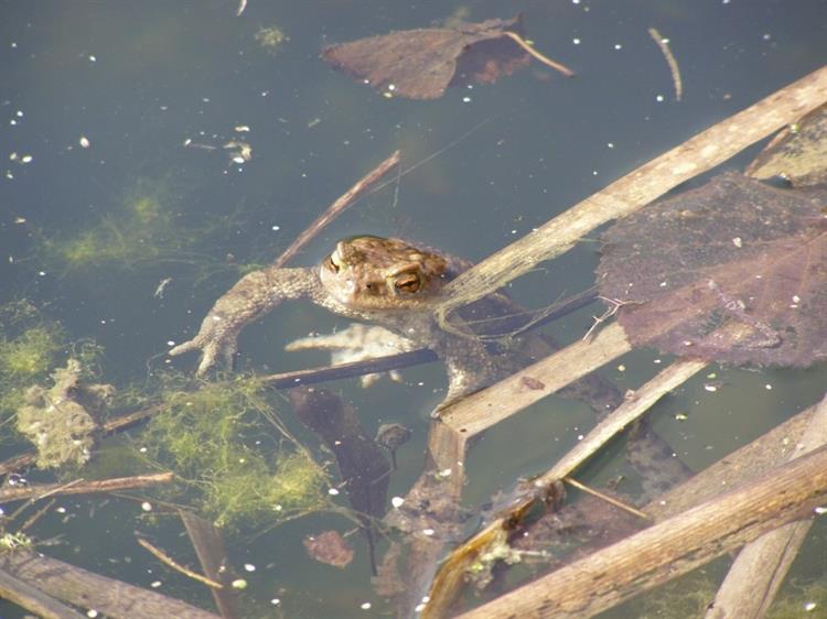 Ropucha obecná (Bufo bufo), Brumovice (foto Petr Berka)(2)