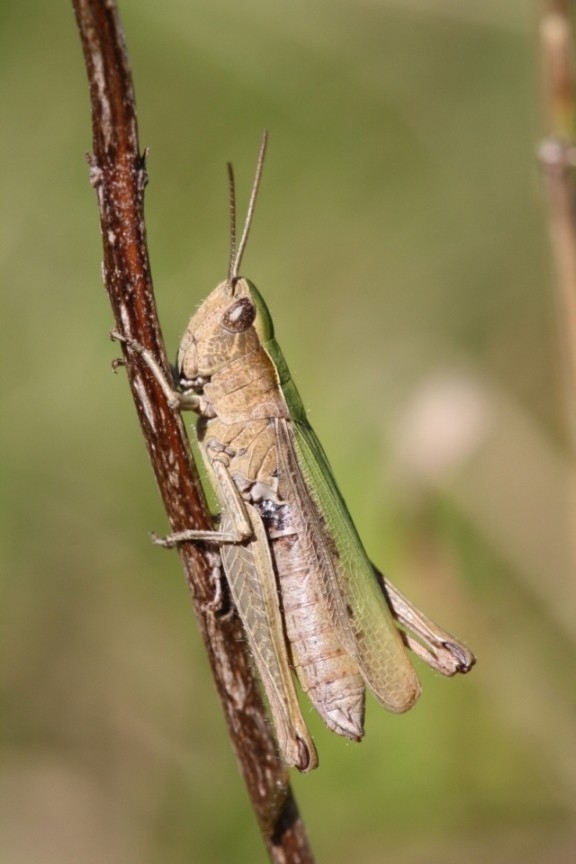 Saranče (Chorthippus dorsatus), Boleradice (foto Ondřej Němeček)(1)