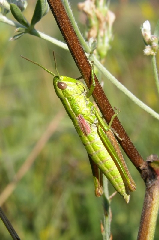 Saranče zlatozelená (Euthystira brachyptera), Hustopeče (foto Petr Berka)