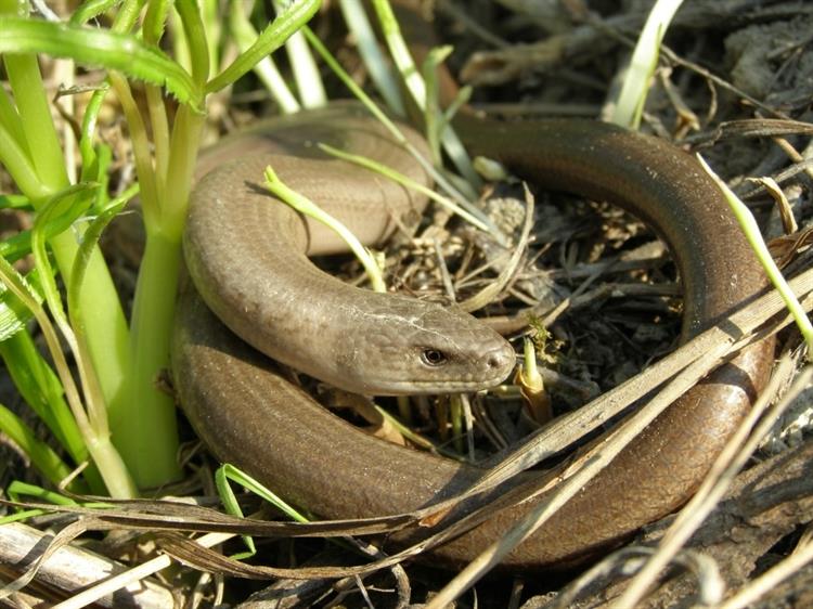 Slepýš křehký (Anguis fragilis), Popice (foto Petr Berka)