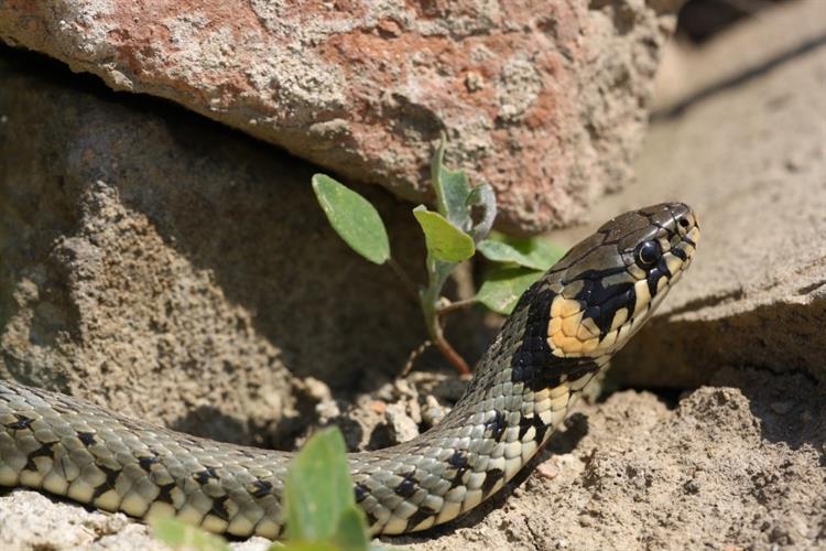 Užovka obojková (Natrix natrix), Kurdějov (foto Petr Berka)(1)