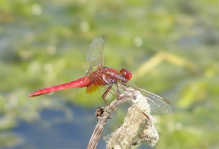 Vážka červená (Crocothemis erythraea), Borkovany (foto Ondřej Němeček)