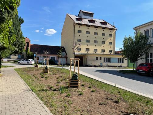 Ročně vysadíme několik desítek stromů